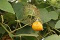 wild maracuja, bush passion fruit, marya-marya, stinking passionflower, love-in-a-mist, running pop